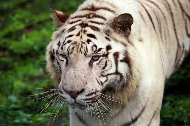 Closeup head white Tigers on the cliff in the green forest