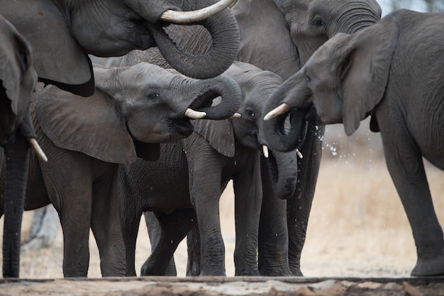 Closeup of a herd of elephants drinking water in a field