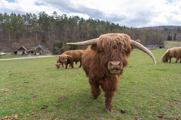 Closeup of a highland cattle on a farm field under a cloudy sky in Thuringia, Germany