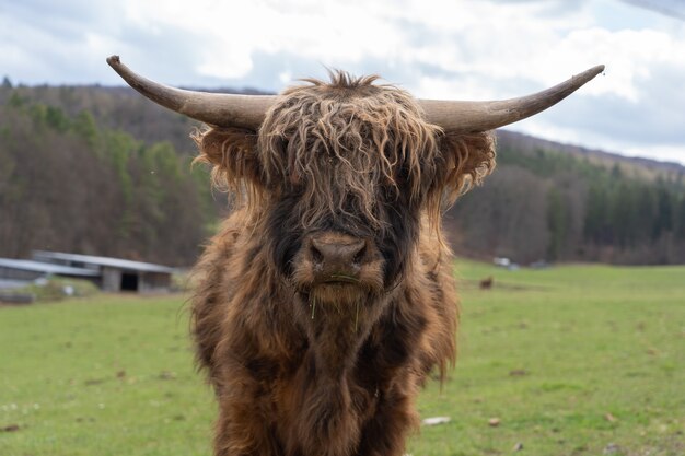 Closeup of a highland cattle on a farm field under a cloudy sky in Thuringia, Germany