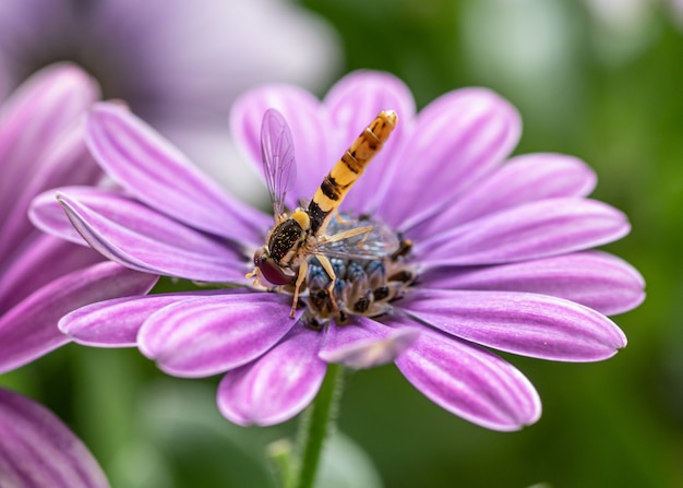 Closeup  of a honey bee  busy collecting nectar from African daisy flower