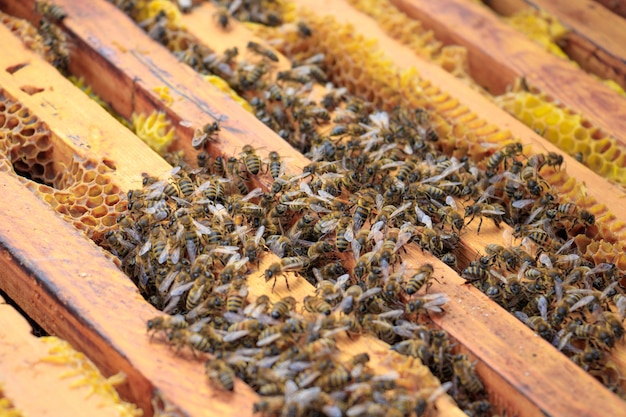 Closeup of honeybees on a beehive under the sunlight