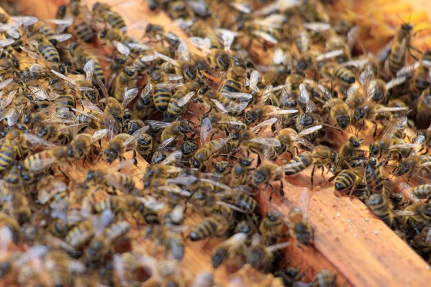 Closeup of honeybees on beehive under the sunlight