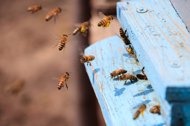 Closeup of honeybees flying on a blue painted wooden surface under the sunlight at daytime