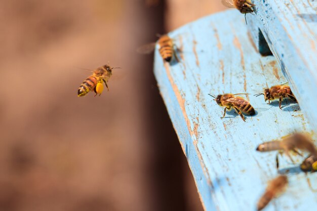 Closeup of honeybees flying on a blue painted wooden surface under the sunlight at daytime