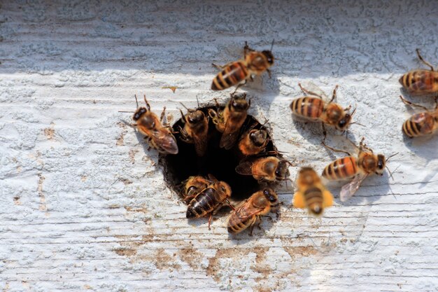 낮에 햇빛 아래 나무 표면에 구멍에서 날아 다니는 꿀벌의 근접 촬영