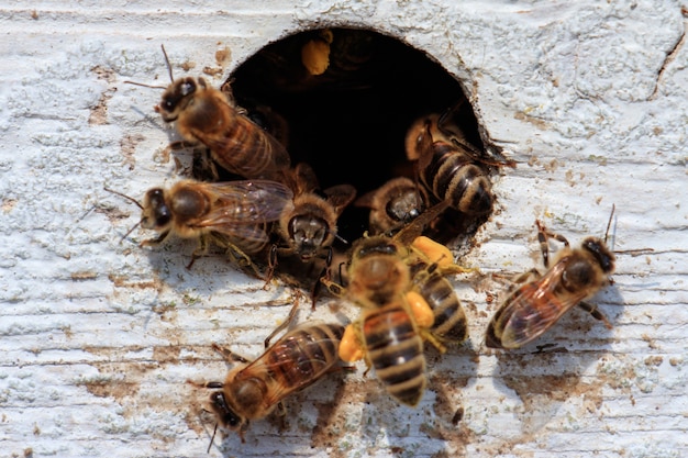 Крупным планом медоносных пчел, вылетающих из дыры на деревянной поверхности под солнечным светом в дневное время