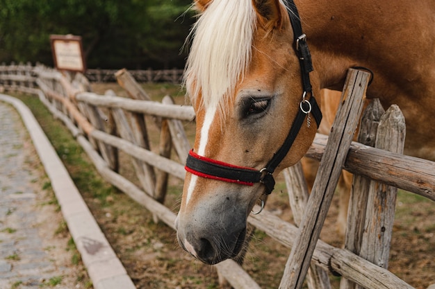 Primo piano di un cavallo accanto a una staccionata di legno in una fattoria