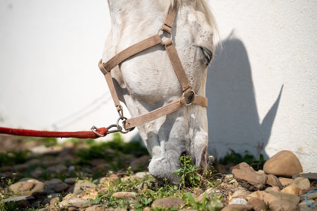 Closeup of a horse with bridle grazing beside a white wall