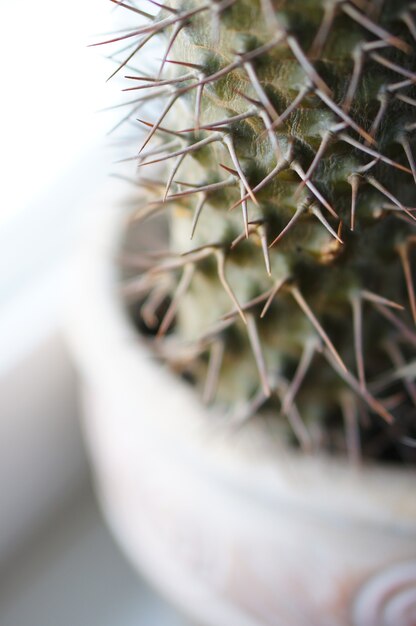 Closeup of a house plant growing in a pot near the window on the windowsill