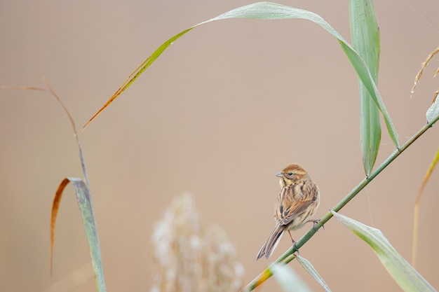 Free photo closeup of a house sparrow perched on  grass against a blurry background