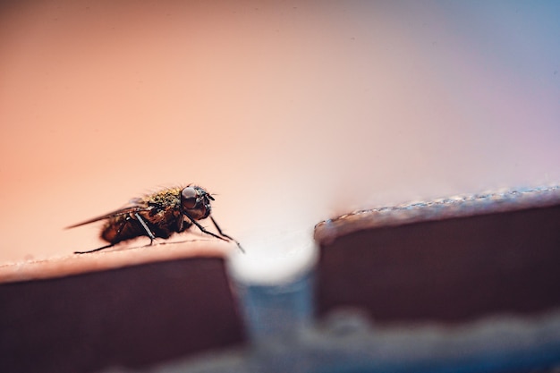 Closeup of housefly resting on a surface