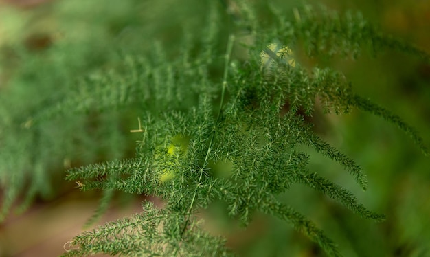 Closeup of a houseplant on a blurred background