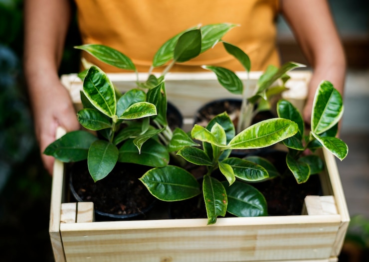 無料Photo 木箱のhouseplantの拡大写真