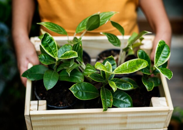 Closeup of houseplant in a wooden box