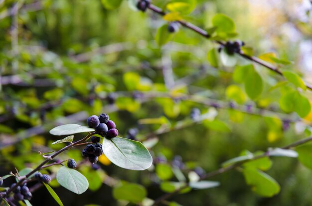 Closeup of Huckleberries on tree branches surrounded by greenery under sunlight