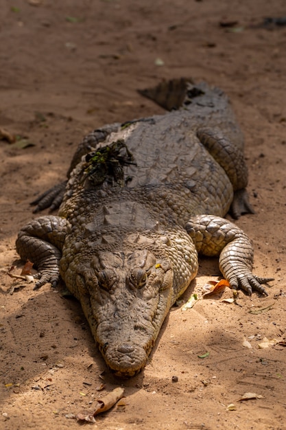 Крупным планом огромный крокодил ползет по земле в Сенегале