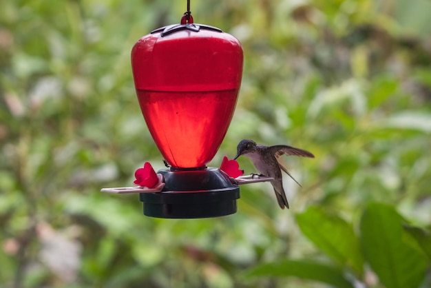 Closeup of a hummingbird perched on a nest with a blurry background