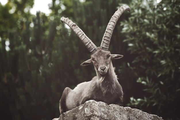 Closeup of an ibex on a rock in the wilderness