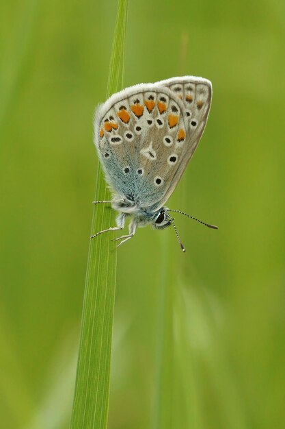 Closeup of an Icarus blue butterfly