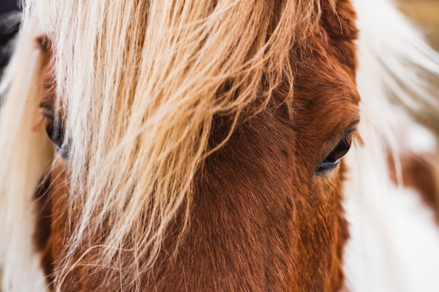 アイスランドの日光の下でアイスランドの馬のクローズアップ