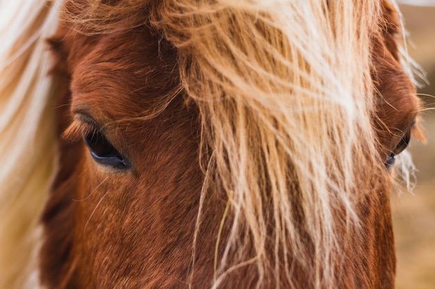 Closeup of an Icelandic Horse under the sunlight  in Iceland