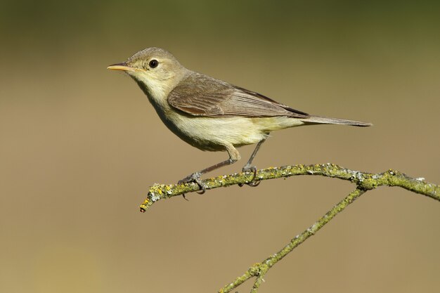 Closeup of an icterine warbler standing on a tree branch under the sunlight with a blurry space