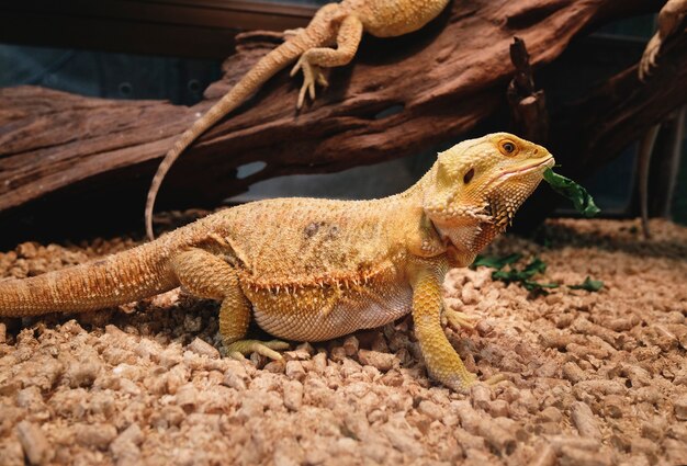 Closeup of iguana at the zoo