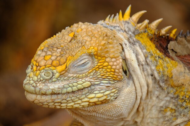 Closeup of a iguanas head with closed eyes and blurred background