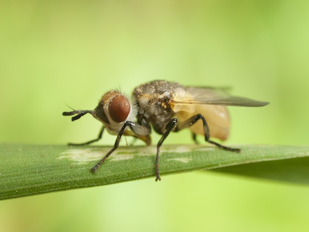 Closeup image of a fly on a leaf