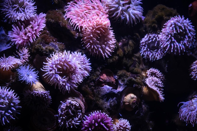 Closeup image of soft coral colony tentacles