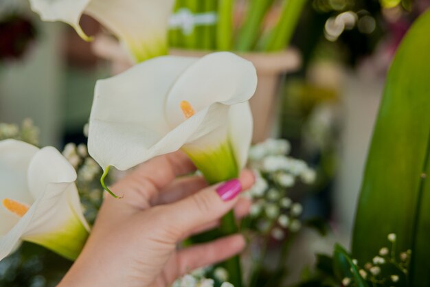 Closeup image, woman hands holding white arum lily, shot from above, top overview, Lily of the Nile (Calla)