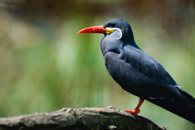 Closeup of an Inca tern perched on a wooden branch under the sunlight with a blurry background