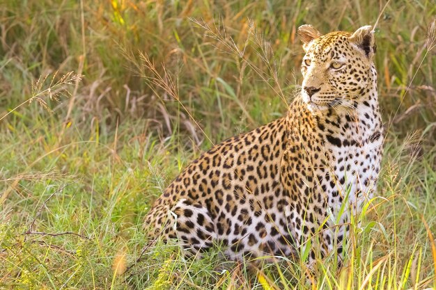Closeup of an Indian leopard in a field under the sunlight