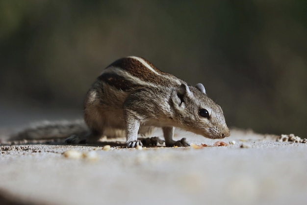 Closeup of an Indian Palm Squirrel on a concrete structure