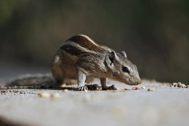 Closeup of an Indian Palm Squirrel on a concrete structure