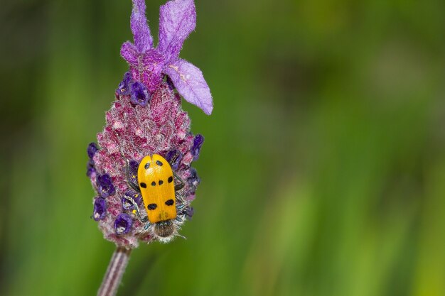 昼間にキャプチャされた庭の花の上に座っている昆虫のクローズアップ