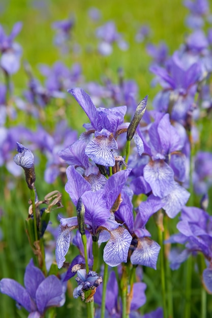Free photo closeup of iris plant