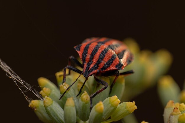 Closeup of an Italian striped beetle on plant under the sunlight
