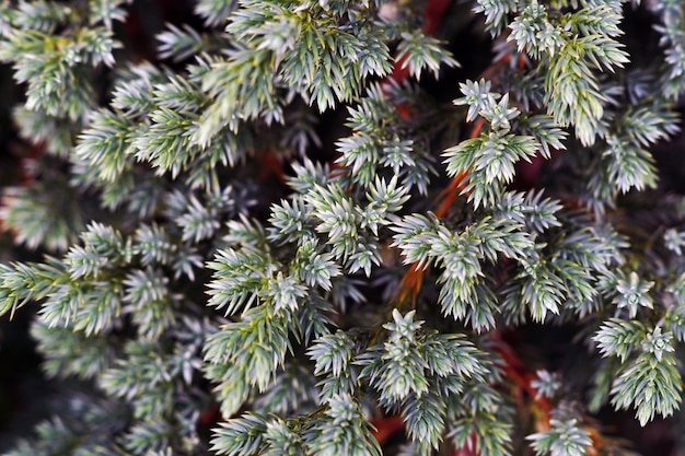 Juniperus의 근접 촬영은 햇빛 아래 나뭇잎