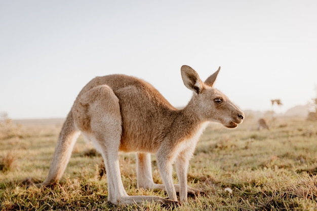 Closeup of a kangaroo in a dry grassy field with a blurred background