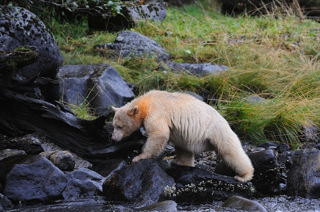 Closeup of a Kermode bear on the rocks in the Great Bear Rainforest, Canada