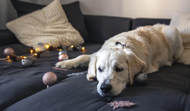 Closeup labrador on a couch with Christmas decor