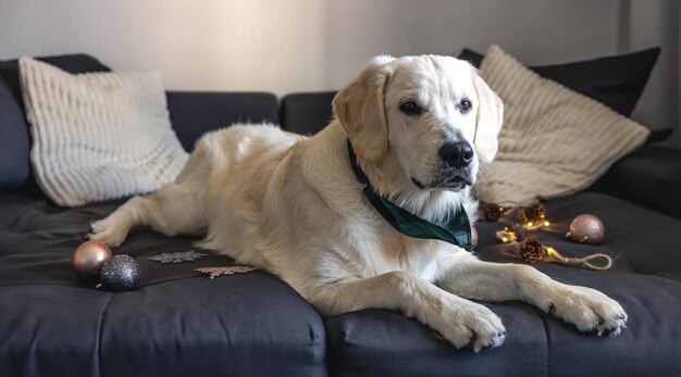 Closeup labrador on a couch with Christmas decor