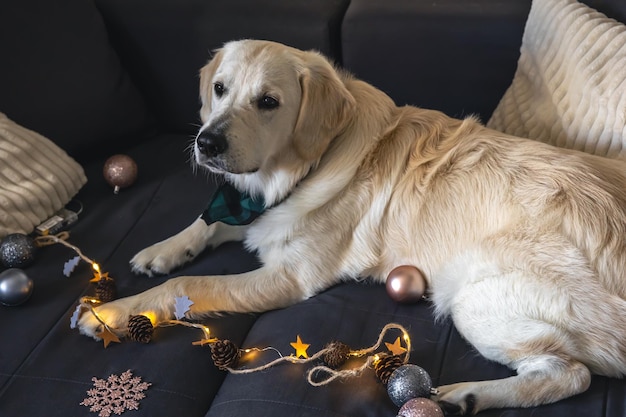 Closeup labrador on a couch with Christmas decor