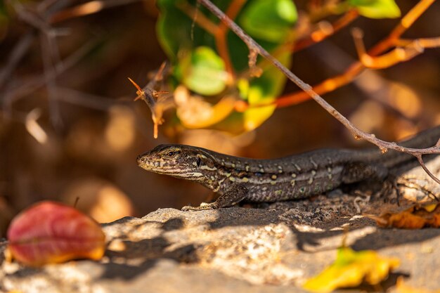 Closeup of a Lacerta lizard on a stone