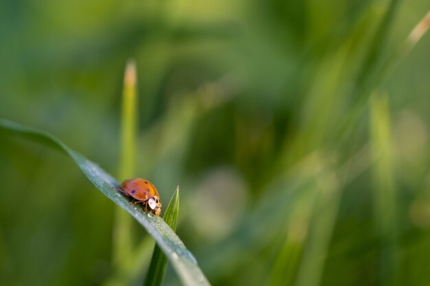 Closeup of a ladybug on a green leaf