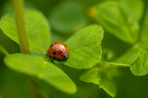Closeup of a ladybug on a green leaf