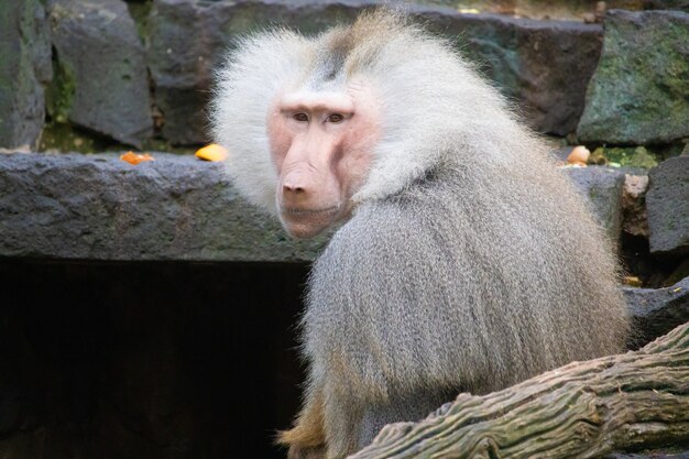 Closeup landscape shot of a gray baboon monkey with stones in the background