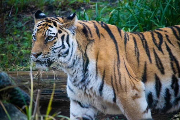 Closeup landscape shot of a striped tiger with green grass